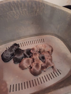 Les chiots de Braque allemand à poil court