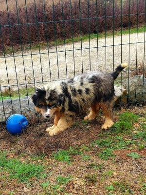 Les chiots de Berger Australien
