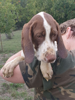Les chiots de Braque français, type Pyrenees (petite taille)