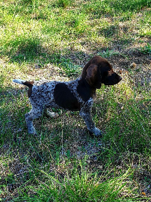 Les chiots de Braque allemand à poil court