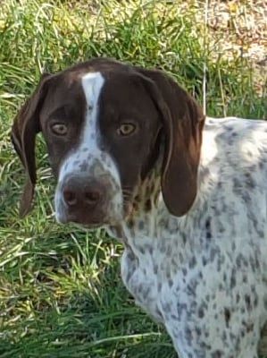 Les chiots de Braque français, type Pyrenees (petite taille)