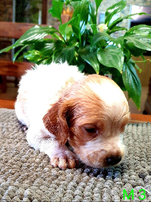 Les chiots de Epagneul Breton