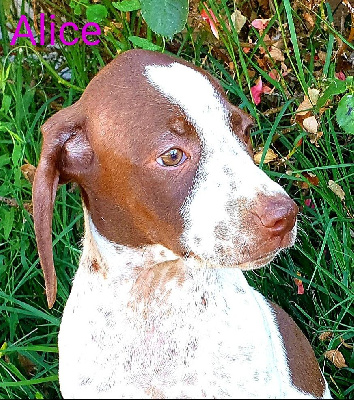 Les chiots de Braque français, type Pyrenees (petite taille)