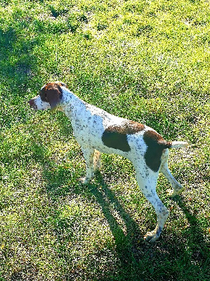 Les chiots de Braque français, type Pyrenees (petite taille)