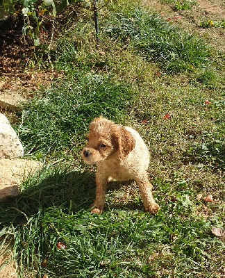 Les chiots de Epagneul Breton