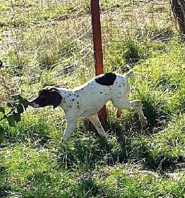 Les chiots de Braque français, type Pyrenees (petite taille)