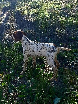 Les chiots de Braque français, type Pyrenees (petite taille)