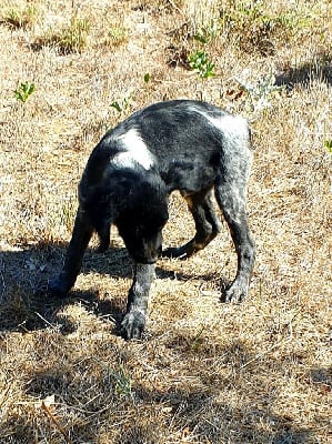 Les chiots de Epagneul Breton