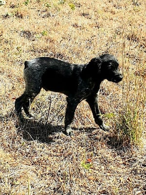 Les chiots de Epagneul Breton