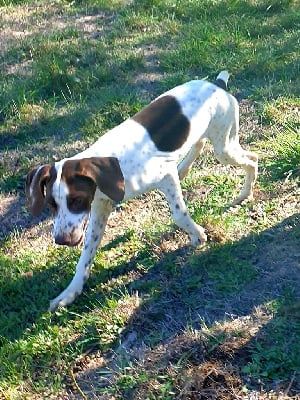 Les chiots de Braque français, type Pyrenees (petite taille)
