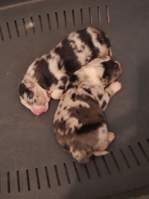 Les chiots de Berger Australien