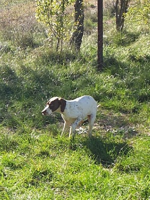 Les chiots de Braque français, type Pyrenees (petite taille)
