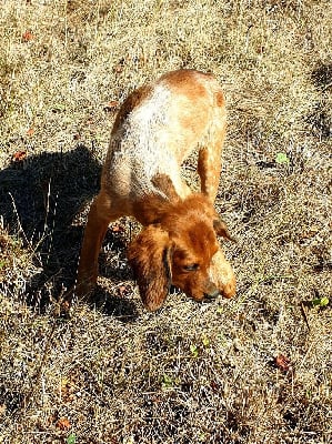 Les chiots de Epagneul Breton