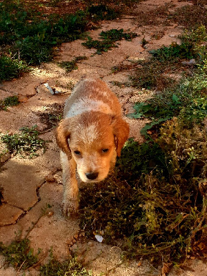 Les chiots de Epagneul Breton