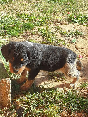 Les chiots de Epagneul Breton