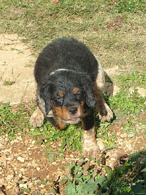 Les chiots de Epagneul Breton