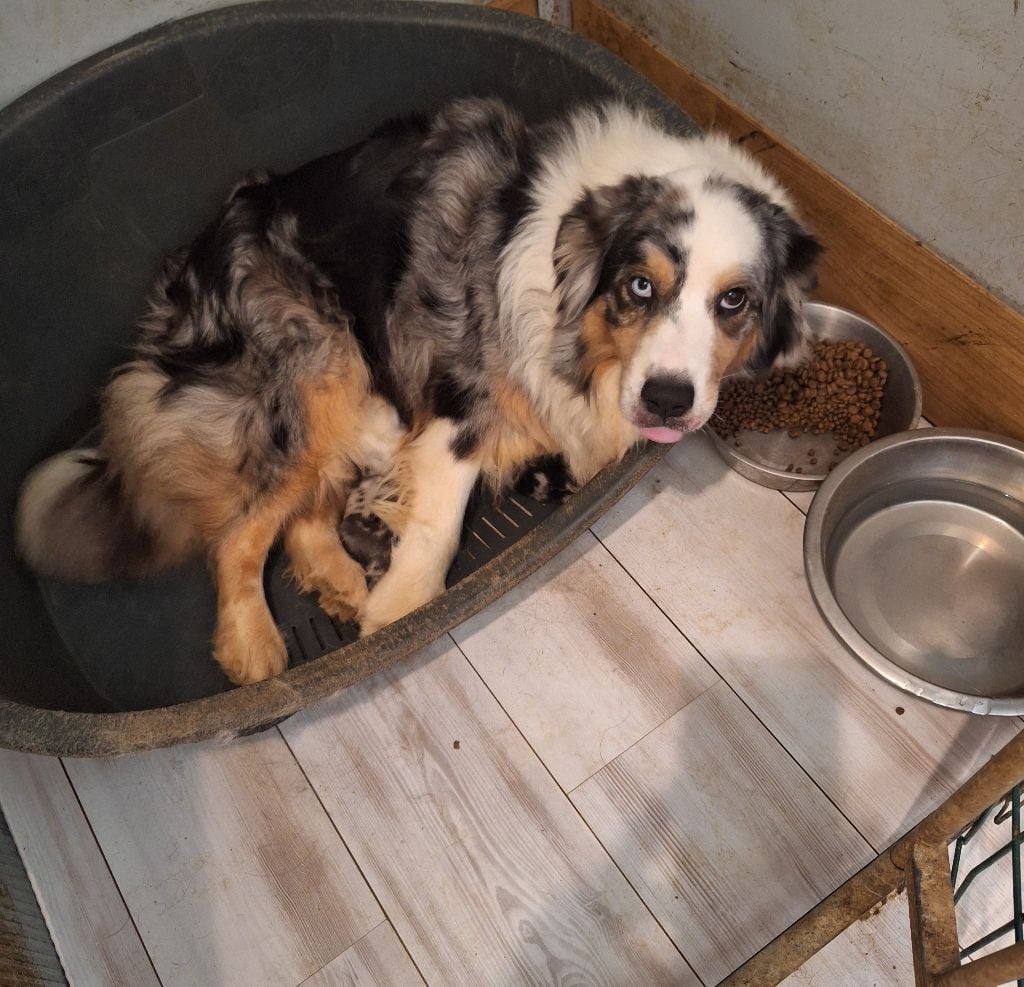 Berger Australien - de l'etang du vert