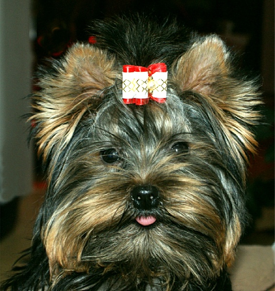 Publication : De noblys Auteur : de Noblys