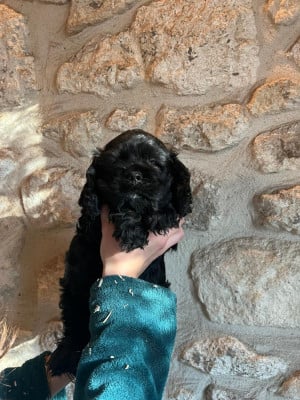 American Cocker Spaniel