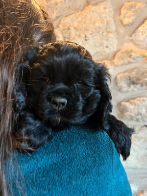 CHIOT 3 femelle sans cravate - American Cocker Spaniel