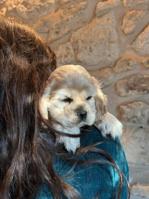CHIOT 4 mâle blond - American Cocker Spaniel