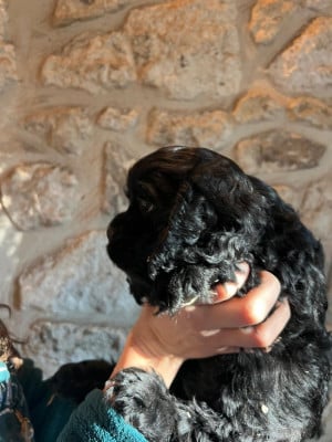 CHIOT 5 mâle noir - American Cocker Spaniel