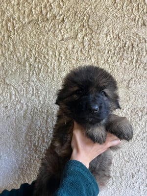 Les chiots de Berger Allemand Poil Long