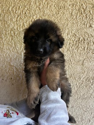 Les chiots de Berger Allemand Poil Long