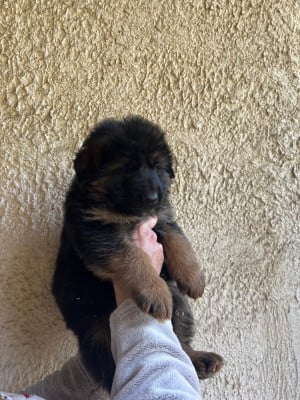 Les chiots de Berger Allemand Poil Long