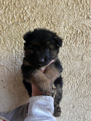 Les chiots de Berger Allemand Poil Long