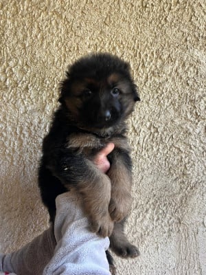 Les chiots de Berger Allemand Poil Long