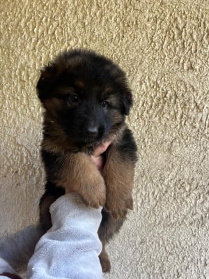 Les chiots de Berger Allemand Poil Long