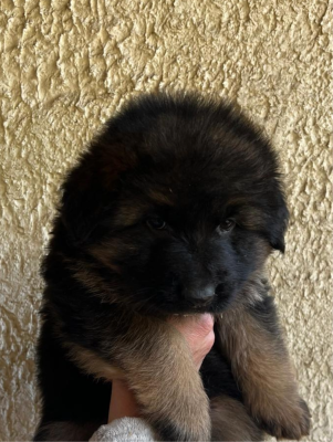 Les chiots de Berger Allemand Poil Long