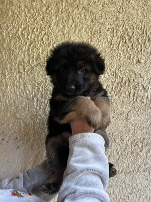 Les chiots de Berger Allemand Poil Long