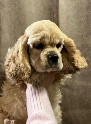 Les chiots de American Cocker Spaniel