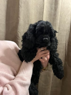 Les chiots de American Cocker Spaniel