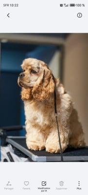 Les chiots de American Cocker Spaniel