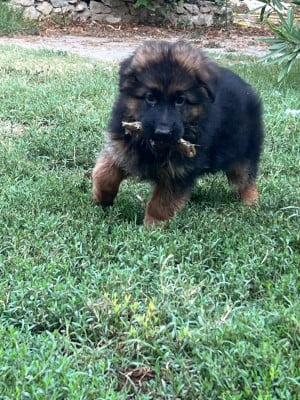Les chiots de Berger Allemand Poil Long