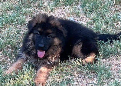 Les chiots de Berger Allemand Poil Long