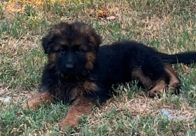 Les chiots de Berger Allemand Poil Long