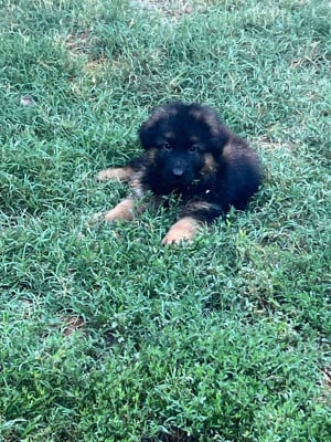 Les chiots de Berger Allemand Poil Long
