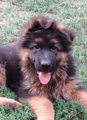 Les chiots de Berger Allemand Poil Long
