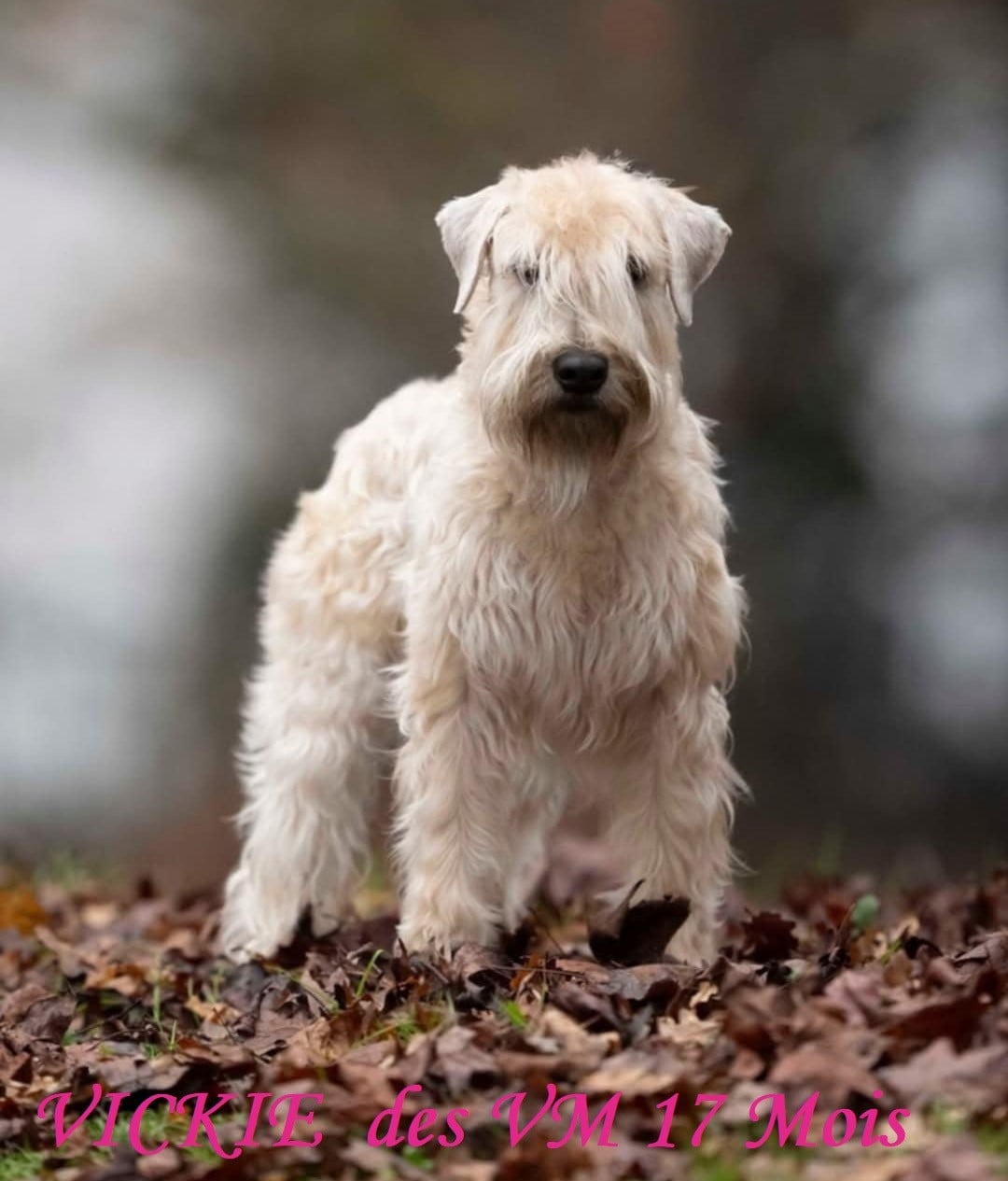 Vickie des Varennes Mystiques