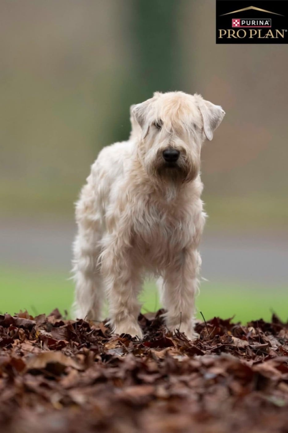 Vickie des Varennes Mystiques