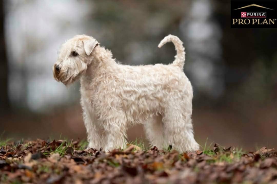 CH. Triska des Varennes Mystiques