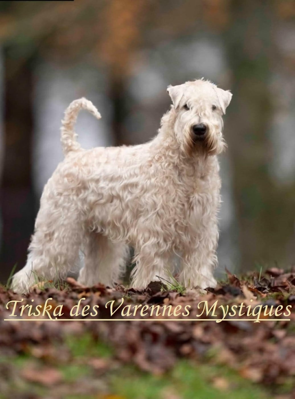 CH. Triska des Varennes Mystiques