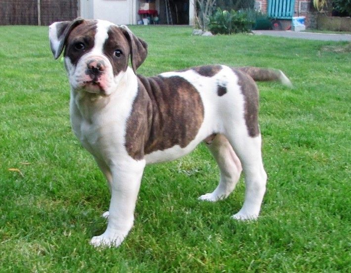 Chiot Elevage Des Varennes Mystiques Eleveur De Chiens Bulldog Anglais
