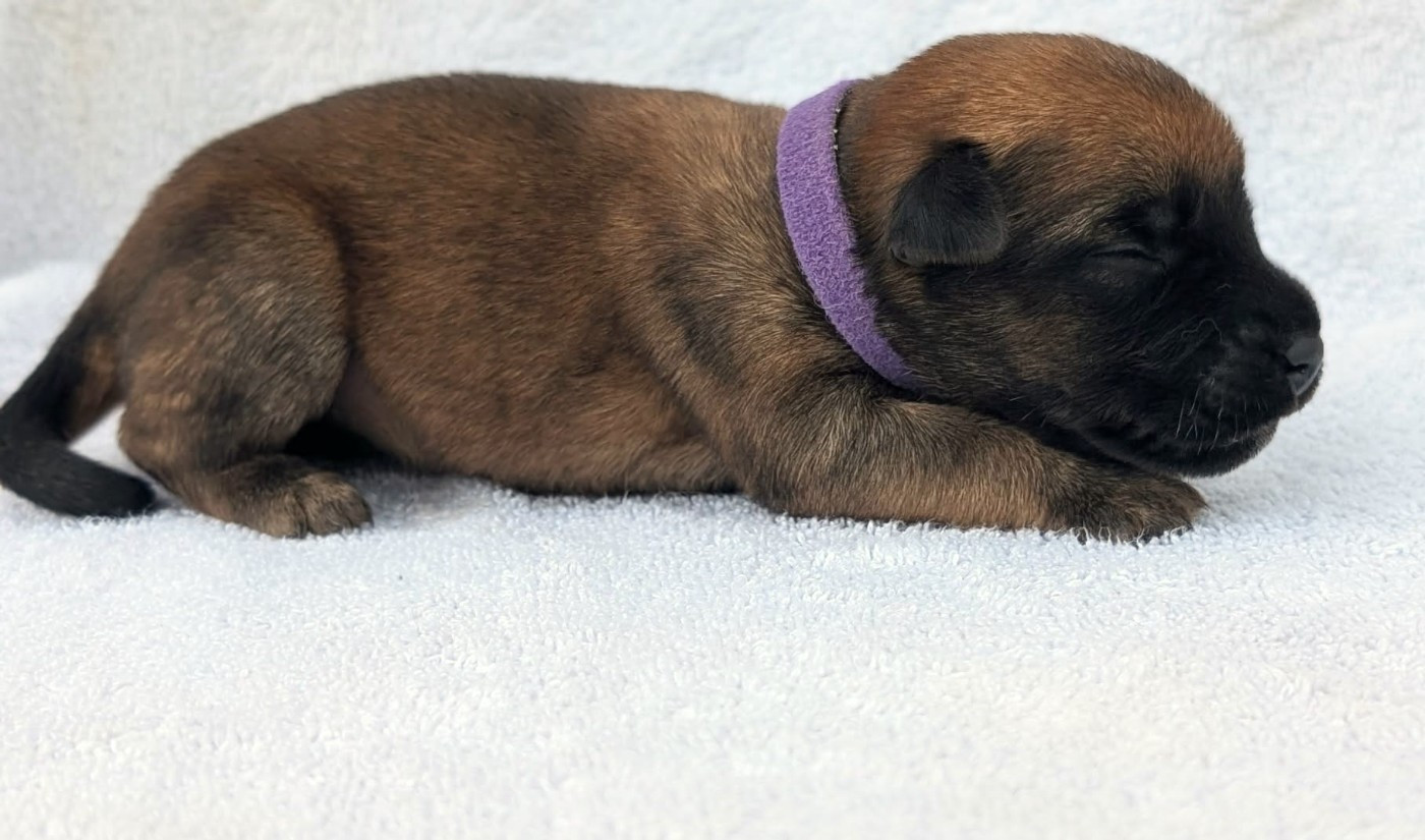 collier violet - Irish Soft Coated Wheaten Terrier