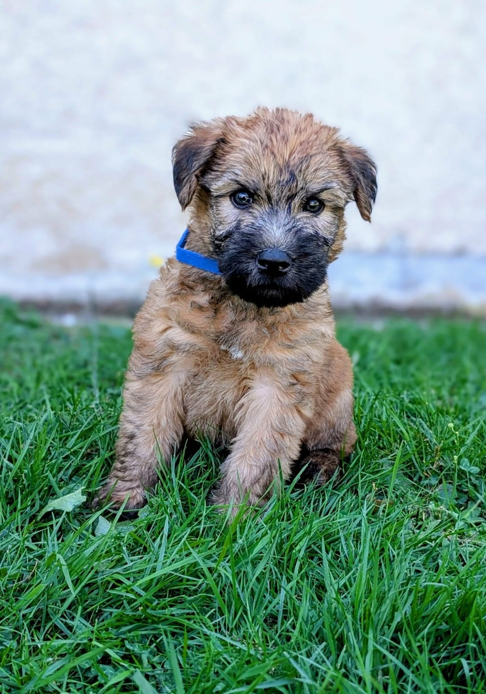 CHIOT collier bleu
