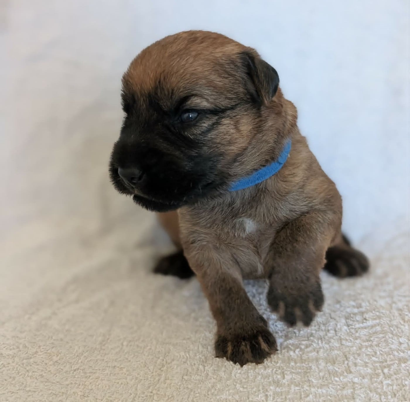 CHIOT collier bleu